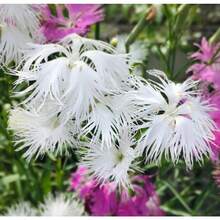 Outdoor Decor - 50 Seeds/Pack - View 4