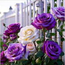 135 Semillas de Rosas Trepadoras Multicolores, Ideales para Decoración de Jardines, Plantas de Exterior, Frutas y Verduras, Regalo Natural para Amantes de las Plantas - 135 - Ver 2
