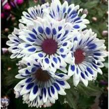 Semillas de regalo 500 piezas 20 semillas de flores de margarita azul para jardín, para primavera y verano, transgénicas, coloridas y de rápido crecimiento. - Variante 1 - Ver 1