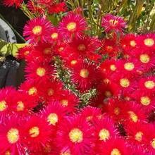 110 semillas de rosa musgosa exótica - flores rojas raras con estambres amarillos, semillas de flores perennes adecuadas para plantar al aire libre, plantas de cobertura del suelo - 110 unidades/semillas - Ver 2