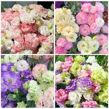 110 piezas/semillas de flores exóticas de lisianthus de múltiples colores para plantar - Semillas de lisianthus anuales de flor doble mixta, no modificadas genéticamente. - 110 unidades/semillas mixtas - Ver 1