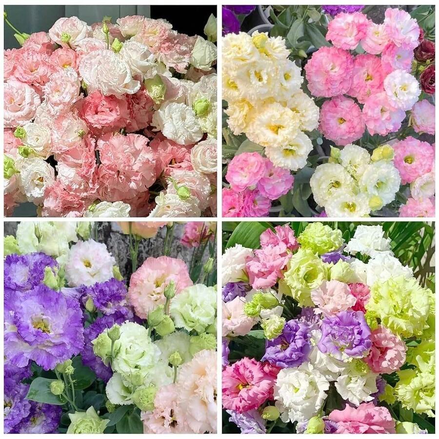 110 piezas/semillas de flores exóticas de lisianthus de múltiples colores para plantar - Semillas de lisianthus anuales de flor doble mixta, no modificadas genéticamente. - 110 unidades/semillas mixtas - Ver 1