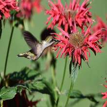 10 Panorama RED BEE BALM Monarda Didyma Oswego Semillas de Hierbas y Flores para Té - SEMILLA - Ver 11