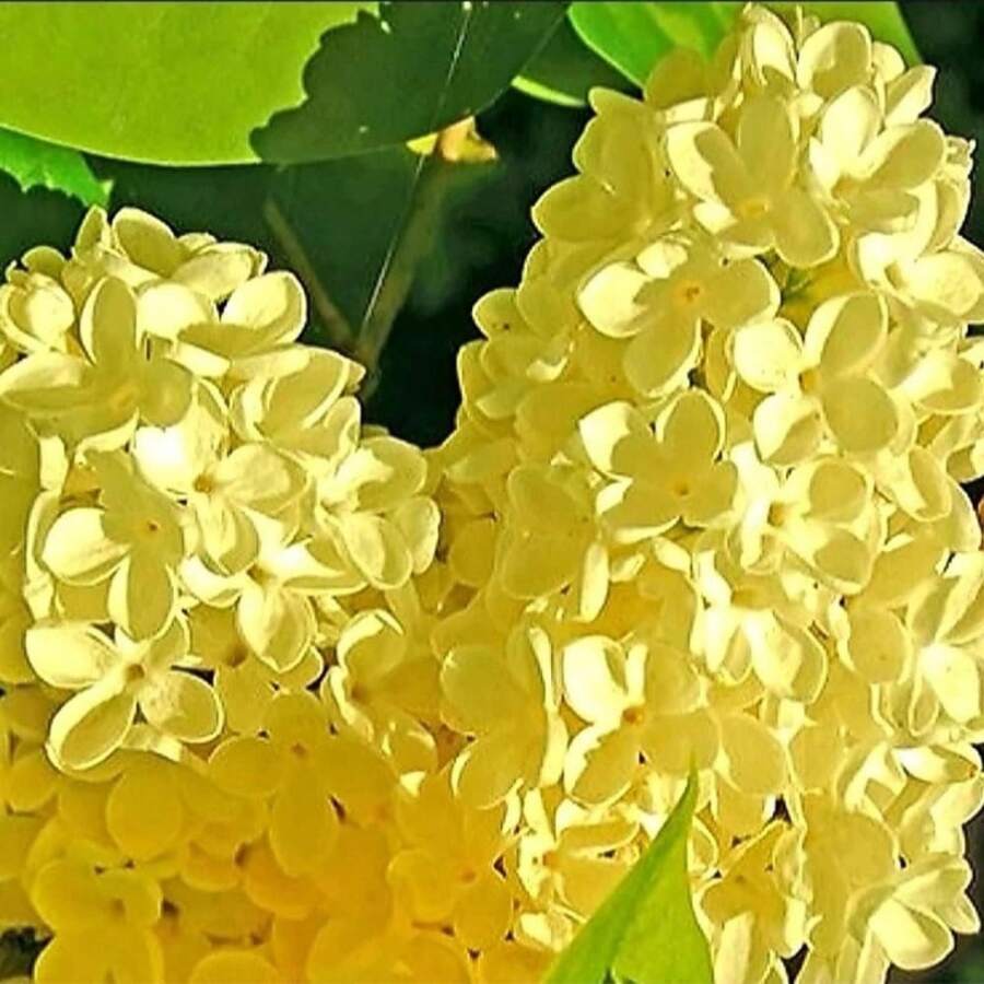 Lirio de los Valles Amarillo, Flor Perenne Fragante, Arbusto Decorativo, Pantalla de Privacidad Atractiva, Resistente al Invierno, Bajo Mantenimiento - 10 semillas por paquete - Ver 1