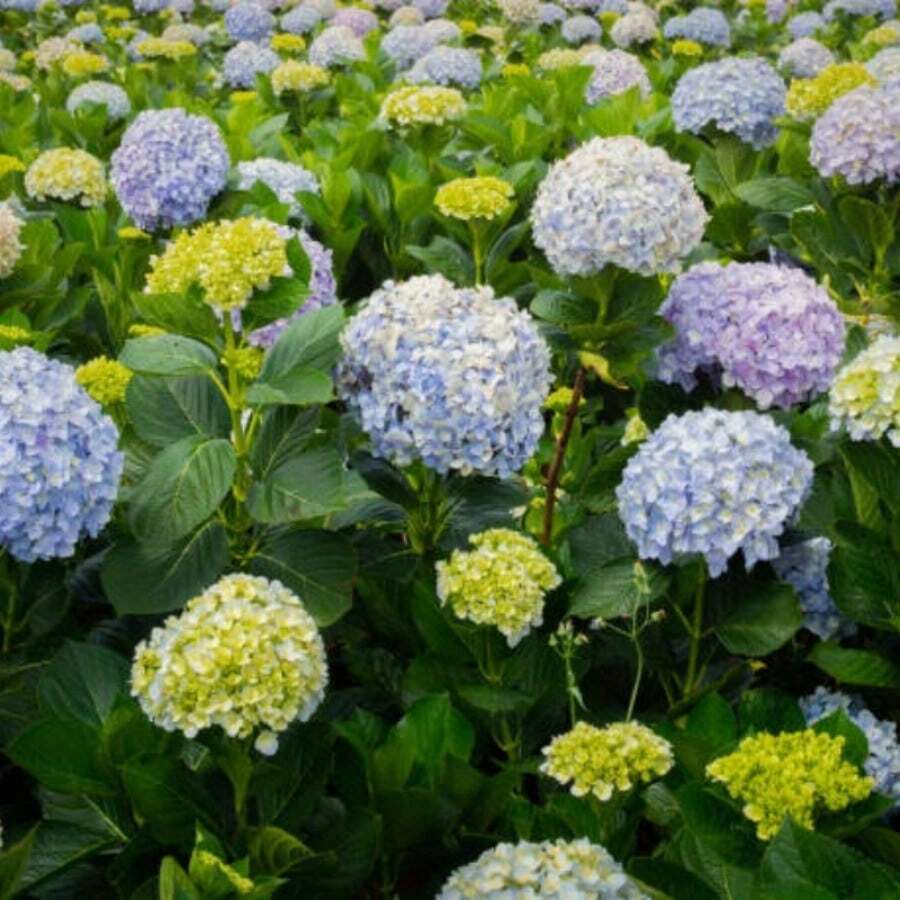 65 piezas de bolas de bordado para plantar, adecuadas para la decoración de flores en jardines interiores y exteriores. - 65 - Ver 1