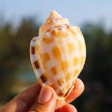 西瓜螺、天然贝壳、海螺鱼缸、景观设计、创意多肉盆栽植物装饰，搭配螃蟹繁殖贝壳，适用于贝壳栖息鱼类家居装饰、水族箱装饰、螃蟹寄生；家庭水族箱装饰、桌面家居装饰、地中海风格装饰，2个海螺壳，银色海马 - 1PC - 查看 8