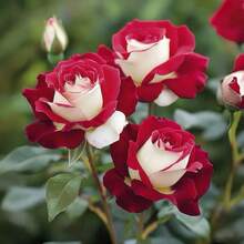 Outdoor Decor - 110pcs/seed - View 2