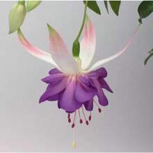 Vid Anual Florante, Valla de Privacidad, Regalo para Jardín de Polinizadores, Semillas de Flores Fucsia - 100 piezas/semillas - Ver 4