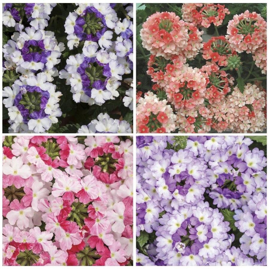 145 piezas de semillas de flores Venn para plantar - Flores de ...