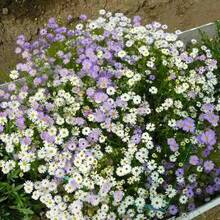 289 Semillas de Flores Eternas, Fáciles de Cultivar, Semillas de Flores, Plantación en Jardín, Exterior - 289 piezas - Ver 1