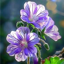 Semillas de Flores - Semillas de Flores, Adecuadas para Cultivo en Exteriores, Interiores, Casa y Jardín - Fáciles de Cultivar, Atraen Insectos - 20 piezas - Ver 4