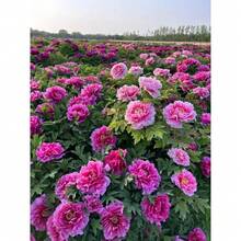 288 semillas de peonía china, semillas de peonía de las cuatro estaciones, para plantar peonías blancas, flores de barro, hierbas, arbustos, plantas perennes de jardín, para plantar en el propio patio o granja. - 288 piezas - Ver 3