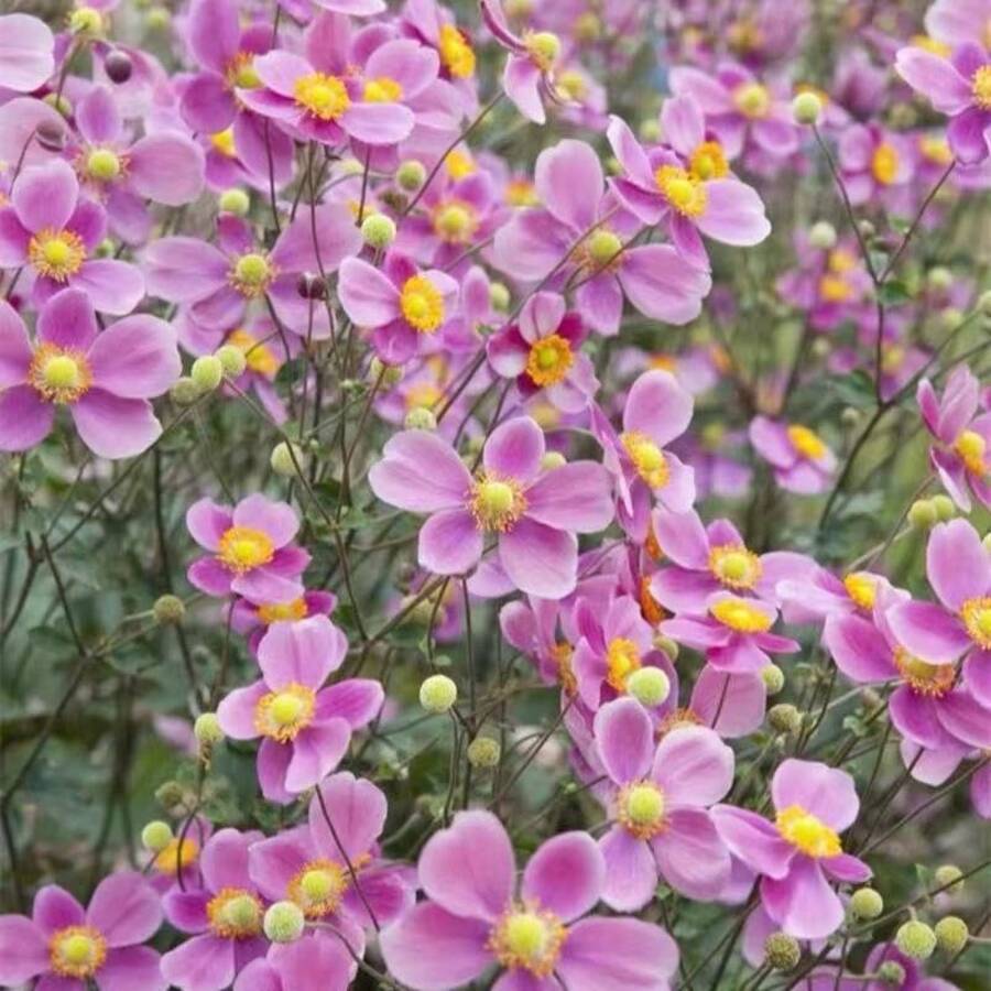 110 semillas de peonía de otoño, flores para macetas de interior en balcones, plantas perennes con raíces que florecen, resistentes al frío y al calor. - 110 unidades/semillas - Ver 1