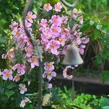 110 semillas de peonía de otoño, flores para macetas de interior en balcones, plantas perennes con raíces que florecen, resistentes al frío y al calor. - 110 unidades/semillas - Ver 3