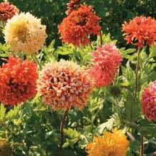 110 piezas/Semillas de acianos mixtas, semillas de crisantemo de doble pétalo 'Piel de Tigre', flores cortadas resistentes al calor, plantas en maceta para balcón, plantas para patio, flores y plantas decorativas. - 110 unidades/Semillas mixtas - Ver 5