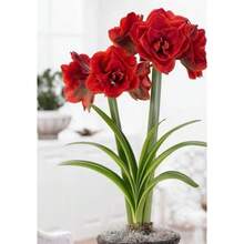 Outdoor Decor - Red - View 3