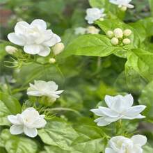 176 piezas de semillas de jazmín 'Night Flower' de la marca Family Legacy, aptas para mascotas - Jazmín 'Night God', Jazmín 'Night Fragrance', Cestrum - Esta planta arbustiva de hoja perenne atrae insectos y es adecuada para interiores y exteriores, y pesa menos de 8 onzas. - 176 - Ver 5
