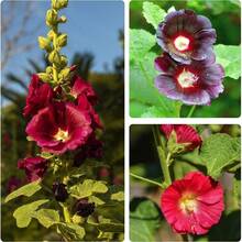 332 semillas de alceas para plantar, Alcea rosea, semillas de flores perennes de colores mixtos: rojo oscuro, rojo, rosa, amarillo y naranja, sin OMG, alceas tradicionales. - 332 - Ver 5