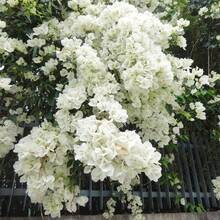 120 Semillas Frescas, Semillas de Flor de Bloveira Blanca, Pequeñas Flores de Papel Bloveira, Impresionantes Plantas Decorativas, Máquina de Floración, Impresionante Muro de Privacidad - 120 piezas - Ver 4