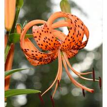 Semillas de Flores de Jardín de Primera Calidad para Plantas de Jardín 200 - paquete de 500 - Ver 4