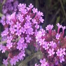 150 Semillas de Flor de Verbena Bonariensis Patagonica Morada Brasileña de Buenos Aires - SEMILLA - Ver 2