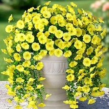 4/8pcs Artificial Morning Glory Plant Outdoor Simulated Flowers- No Maintenance Required- Multifunctional UV-Resistant Realistic Hanging Plants, Suitable For Home Decoration, Outdoor Courtyard, Porch, Terrace, Home Garden Decoration - Multicolor - View 12