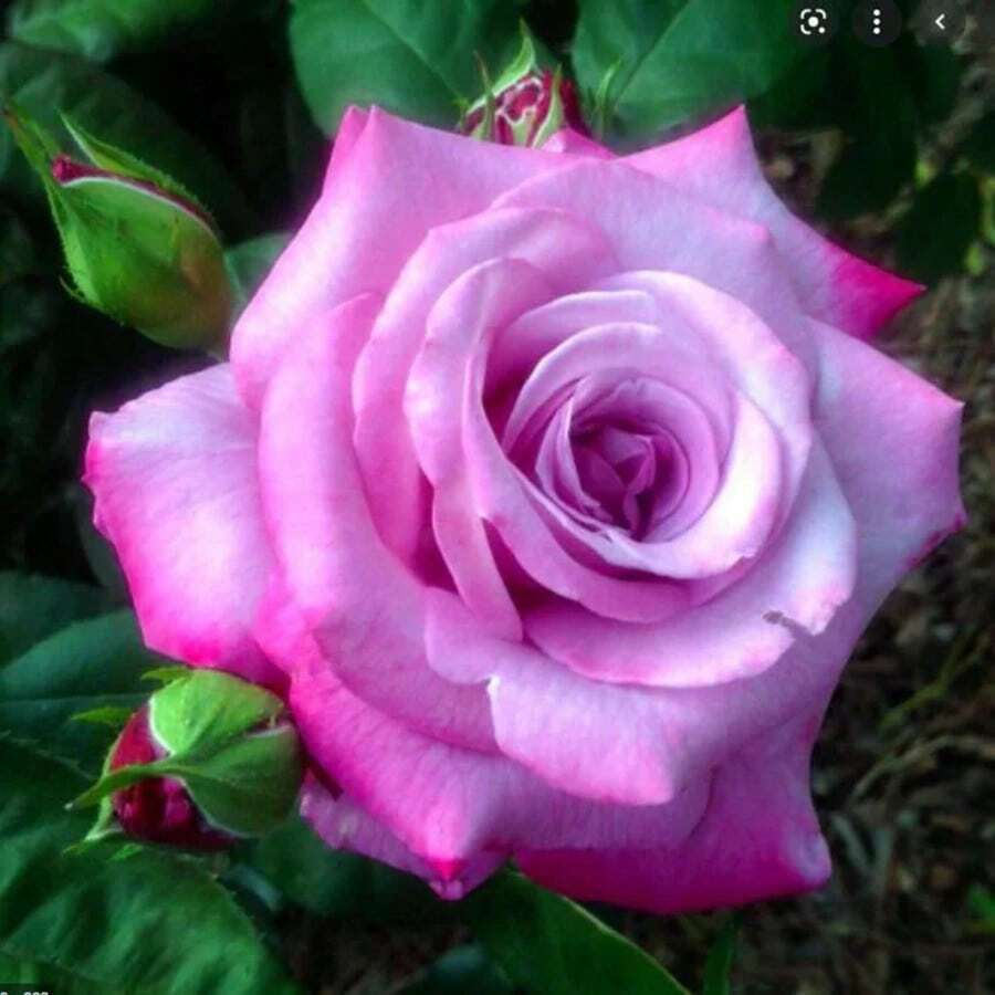241 piezas. Beneficios de la nueva tienda: Semillas de ciruela morada fragante y rosa - una oferta superior a las semillas perennes tradicionales no transgénicas para plantar en jardines desde finales de invierno hasta principios de primavera. - 241 - Ver 1