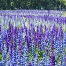 Semillas de Delphinium Ajacis de colores variados, paquete de más de 220 semillas de flores para plantar en el jardín, sin OMG. - #2 - Ver 9