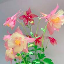 Favorito: Semillas de Flor Colibrí Gigante, 200, Planta Perenne Resistente al Frío, Colores Vibrantes Mezclados, Flor Simbólica del Coraje, Fácil de Cultivar, Atrae Abejas y Colibríes, Perfecta para Jardines y Bordes de Cabañas - 200 piezas - Ver 3