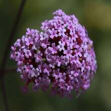 150 Semillas de Flor de Verbena Bonariensis Patagonica Morada Brasileña de Buenos Aires - SEMILLA - Ver 3