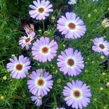 185 piezas de semillas de crisantemo mixtas - Perennes duras y coloridas con flores de larga duración |   El Regalo Perfecto para Amantes del Polen y Jardineros - 185 - Ver 4