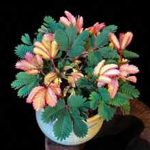 Outdoor Decor - 50pcs/seed - View 1