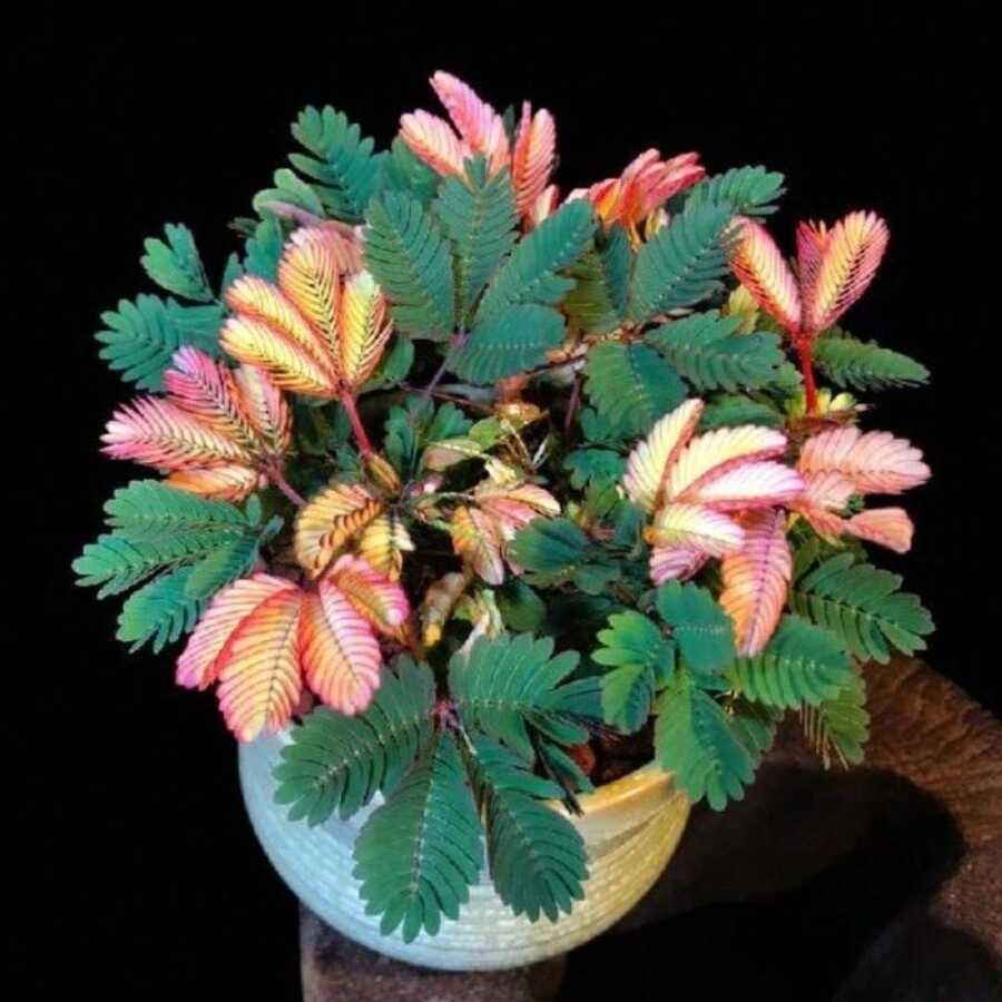 Outdoor Decor - 50pcs/seed - View 1