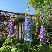 Semillas de Delphinium Ajacis de colores variados, paquete de más de 220 semillas de flores para plantar en el jardín, sin OMG. - #2 - Ver 8