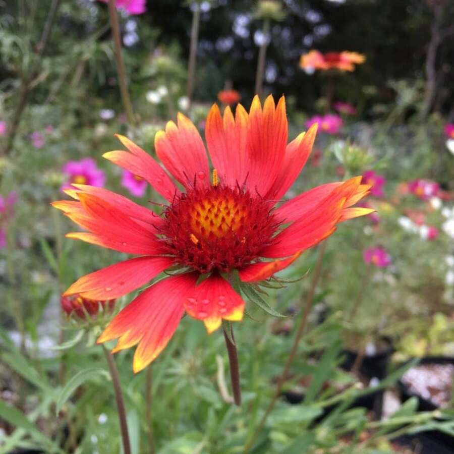 Outdoor Decor - 200 Seeds - View 1