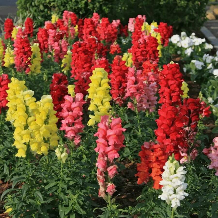 Mezcla de Semillas de Snapdragon 110, los Snapdragon son adecuados para todo tipo de jardines domésticos y flores cultivadas, son semillas patrimoniales no modificadas genéticamente que atraen a los polinizadores.Semillas Pre-germinadas - 110 piezas/mezcla de colores - Ver 1