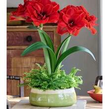 Outdoor Decor - Red - View 5