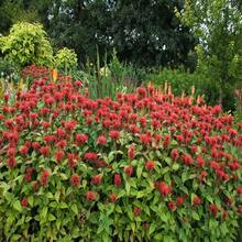 10 Panorama RED BEE BALM Monarda Didyma Oswego Semillas de Hierbas y Flores para Té - SEMILLA - Ver 7