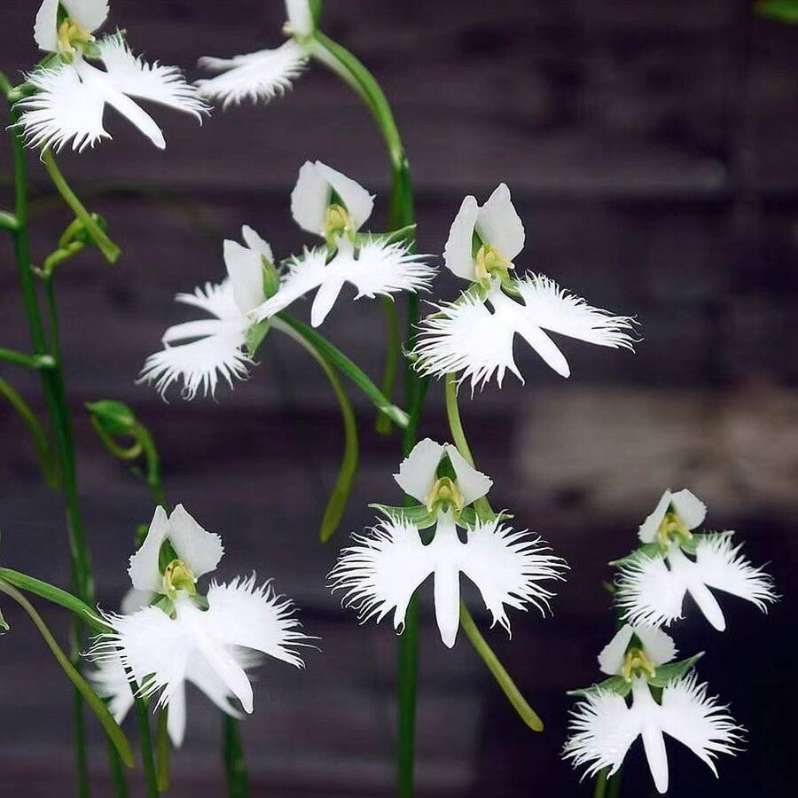 Hope Seeds-100% Puro La Flor del Amor-Paradise Heron Flores Semillas para Jardinería de Plantas de Exterior Naturales - 100 semillas - Ver 1