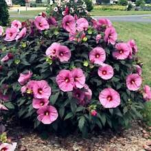 222 piezas de semillas de hibisco, semillas de plantas para plantar, semillas de flores, semillas de frutas, semillas de vegetales - 222 piezas - Ver 1