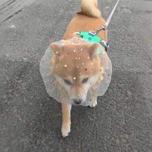 1/2/3个装 小型/中型犬防咬口套，防止狗狗吞食杂物头套 - 彩色 - 查看 2