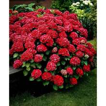 300 Semillas de Hortensia Roja, Semillas de Hortensia de Hoja Grande para Jardín - SEMILLA - Ver 4