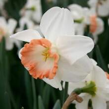 Outdoor Decor - 110Pcs/Seeds - View 4