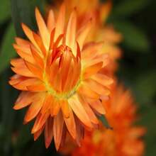Semillas de Flor de Pascua - Xerochrysum Bracteatum / Semillas de Flor Eterna Dorada / Flores Secas para Manualidades / Arreglos Florales Secos - Semillas - SEMILLA - Ver 4
