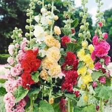 115 piezas/semillas mixtas de ibieta para plantar al aire libre - Plantas perennes de flores para el jardín de tu casa que atraen abejas y mariposas. - 115 unidades/semillas mixtas - Ver 1