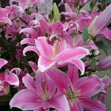 154 piezas de semillas de lirio rosa raro son adecuadas para plantar plantas de lirio para jardines florales. - 154 - Ver 1