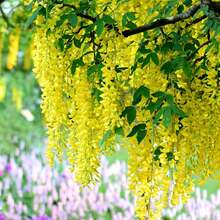 Outdoor Decor - 10pcs/Seeds - View 5