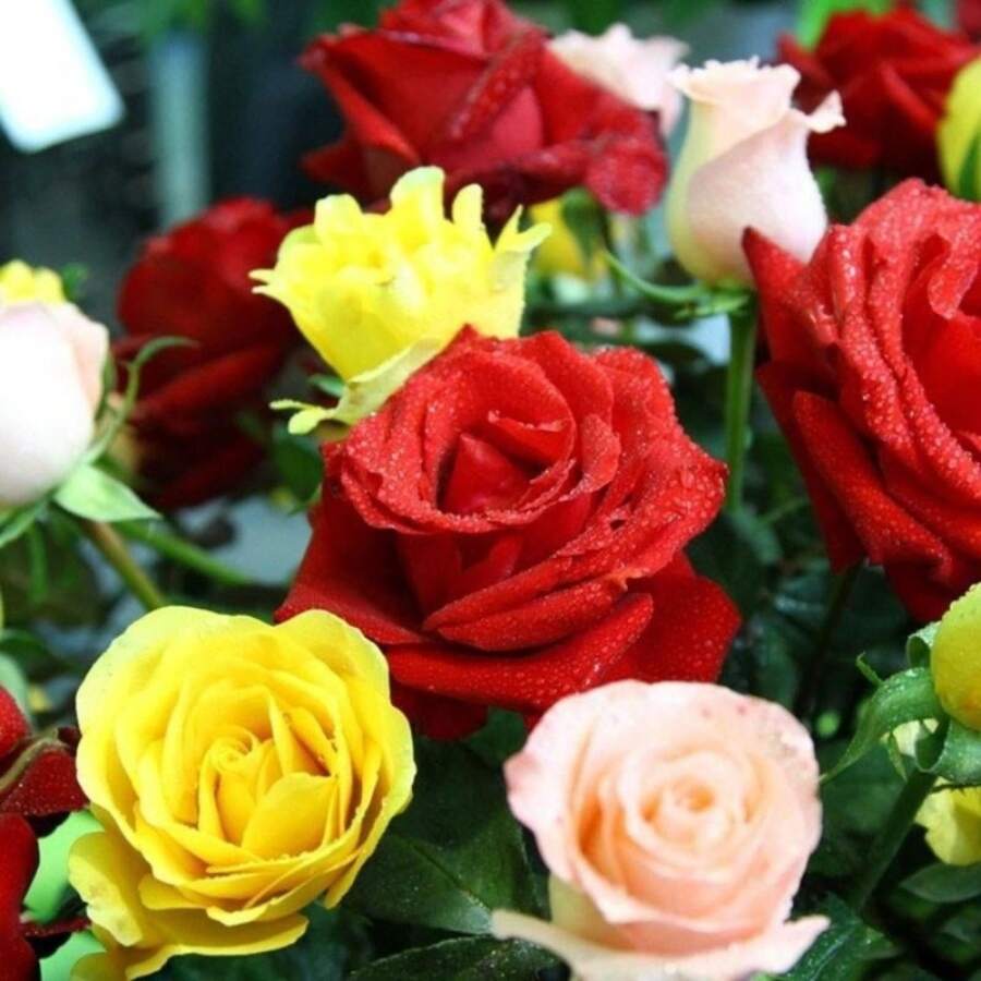Outdoor Decor - 1000PCS - View 1