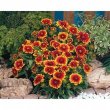142 piezas de semillas de Galliadia para cultivo en jardines domésticos al aire libre, variedad genética - 142 - Ver 1