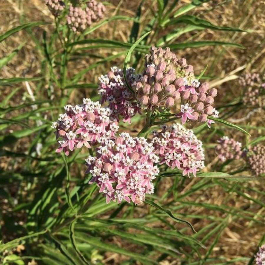 Asclepias de hoja estrecha (Asclepias fascicularis) Paquete de 12 semillas con ENVÍO GRATIS - SEMILLA - Ver 1